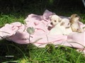 Barby-v 2010 010.jpg