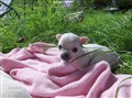 Barby-v  2010 019.jpg