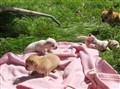 Barby-vlaprvalpar 19 dagar 2010 015.jpg