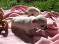 Barby-vlaprvalpar 19 dagar 2010 016.jpg