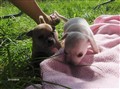 Barby-vlaprvalpar 19 dagar 2010 018.jpg