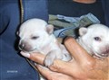 Barbyvalpar 10 dagar 2010 002.jpg