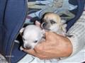 Barbyvalpar 10 dagar 2010 004.jpg