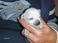 Barbyvalpar 10 dagar 2010 009.jpg
