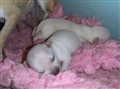 Barbyvalpar 9 dagar 2010 001.jpg