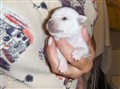 Barbyvalpar 9 dagar 2010 002.jpg