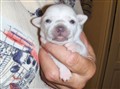 Barbyvalpar 9 dagar 2010 003.jpg