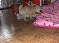 Barbyvalpar ca.4 veckor 017.jpg