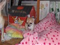 Barbyvalpar ca.4 veckor 019.jpg